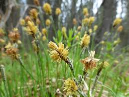 Attēlu rezultāti vaicājumam “Carex cespitosa”