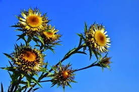 Attēlu rezultāti vaicājumam “Carlina biebersteinii”