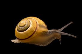 Attēlu rezultāti vaicājumam “Cepaea hortensis”