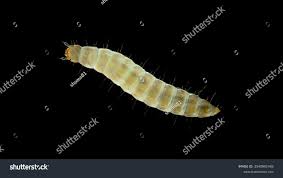 Attēlu rezultāti vaicājumam “Hylecoetus dermestoides female”