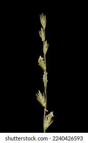 Attēlu rezultāti vaicājumam “Danthonia decumbens fruit”