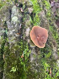 Attēlu rezultāti vaicājumam “Peziza badia”