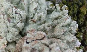 Attēlu rezultāti vaicājumam “Lepraria”