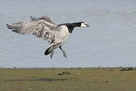 Attēlu rezultāti vaicājumam “Branta leucopsis”