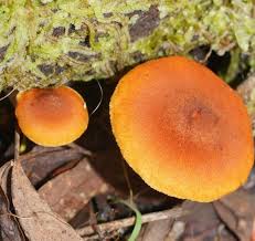 Attēlu rezultāti vaicājumam “Gymnopilus picreus”
