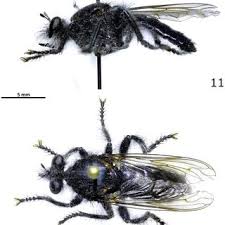 Attēlu rezultāti vaicājumam “Laphria gibbosa”