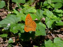 Attēlu rezultāti vaicājumam “Argynnis paphia larva”