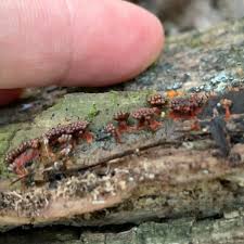 Attēlu rezultāti vaicājumam “Metatrichia vesparia”