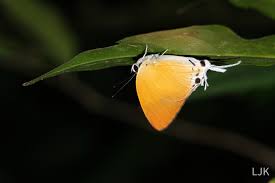 Attēlu rezultāti vaicājumam “Theclinae”