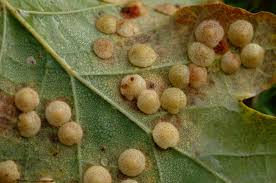 Attēlu rezultāti vaicājumam “Neuroterus quercusbaccarum”