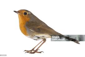 Attēlu rezultāti vaicājumam “Erithacus rubecula”