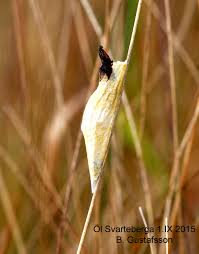 Attēlu rezultāti vaicājumam “Zygaena cocoon”