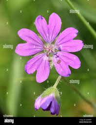 Attēlu rezultāti vaicājumam “Geranium pyrenaicum flower”