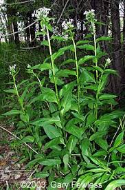 Attēlu rezultāti vaicājumam “Hesperis matronalis leaf”