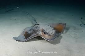 Image result for Myliobatis aquila