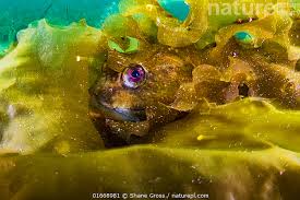 Image result for Myoxocephalus scorpius