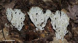 Attēlu rezultāti vaicājumam “Ramariopsis kunzei”