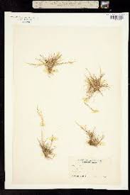 Attēlu rezultāti vaicājumam “Agrostis canina leaf”