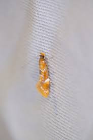 Attēlu rezultāti vaicājumam “Epicallima formosella”