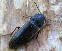 Attēlu rezultāti vaicājumam “Xylita laevigata”