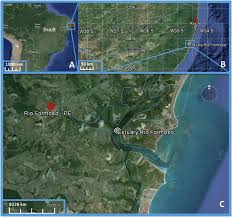 Attēlu rezultāti vaicājumam “Stemonaria irregularis”