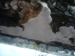 Attēlu rezultāti vaicājumam “Perenniporia medulla-panis”