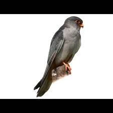 Image result for Falco amurensis