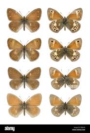 Attēlu rezultāti vaicājumam “Coenonympha tullia”