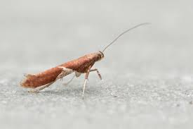 Attēlu rezultāti vaicājumam “Caloptilia stigmatella”