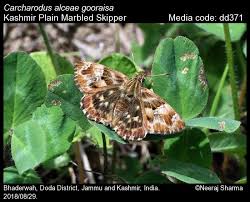 Attēlu rezultāti vaicājumam “Carcharodus floccifera upperside”