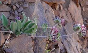 Attēlu rezultāti vaicājumam “Anthyllis arenaria”