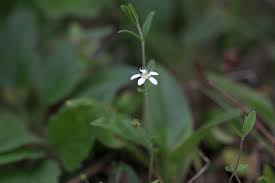 Attēlu rezultāti vaicājumam “Moehringia lateriflora leaf”