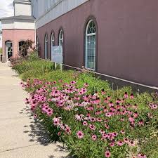 Attēlu rezultāti vaicājumam “Enteridium olivaceum young”