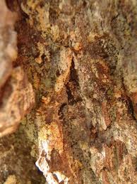 Attēlu rezultāti vaicājumam “Chaenotheca ferruginea”