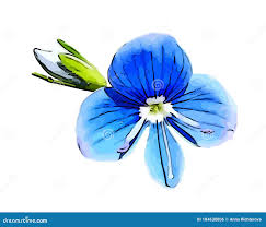 Attēlu rezultāti vaicājumam “Veronica chamaedrys bud”