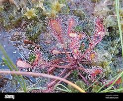 Attēlu rezultāti vaicājumam “Drosera x obovata”