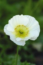 Image result for Papaver nudicaule