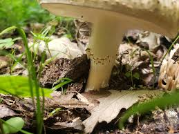 Attēlu rezultāti vaicājumam “Lepiota aspera”