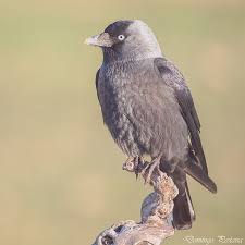 Attēlu rezultāti vaicājumam “Corvus monedula adult”