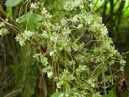 Attēlu rezultāti vaicājumam “Cuscuta europaea flower”