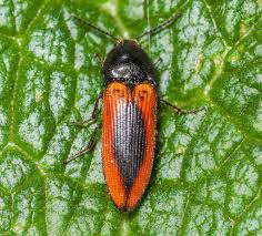 Attēlu rezultāti vaicājumam “Ampedus sanguinolentus”