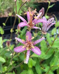 Image result for Tricyrtis `Black Beauty`