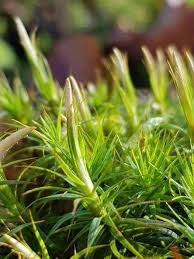 Attēlu rezultāti vaicājumam “Polytrichastrum formosum sporophyte”