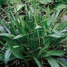 Attēlu rezultāti vaicājumam “Alisma lanceolatum”