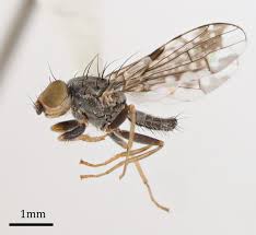 Attēlu rezultāti vaicājumam “Tephritidae”