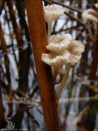 Attēlu rezultāti vaicājumam “Mycena belliarum”