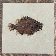 Attēlu rezultāti vaicājumam “Lycogala cf. fossiculatum macro”