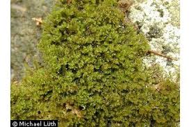 Attēlu rezultāti vaicājumam “Tritomaria”