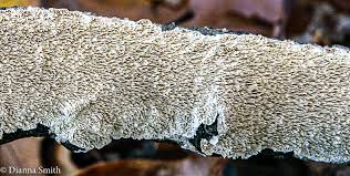 Attēlu rezultāti vaicājumam “Lycogala irregulare macro”