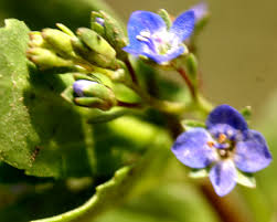 Attēlu rezultāti vaicājumam “Veronica beccabunga bud”